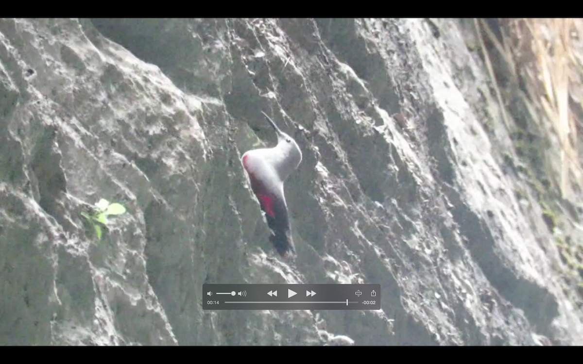 Wallcreeper - ML620305630