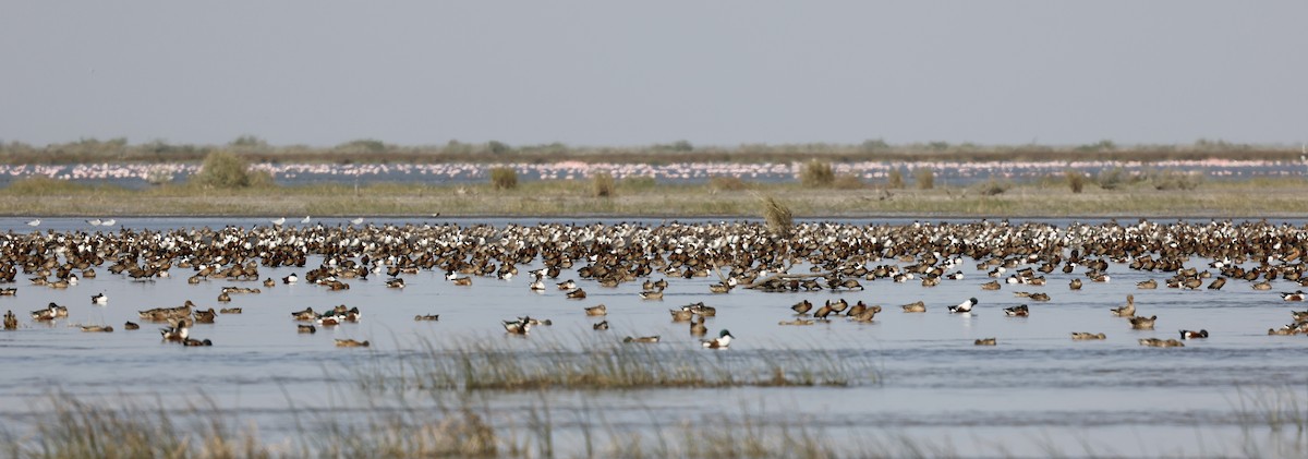 White-faced Whistling-Duck - ML620305631