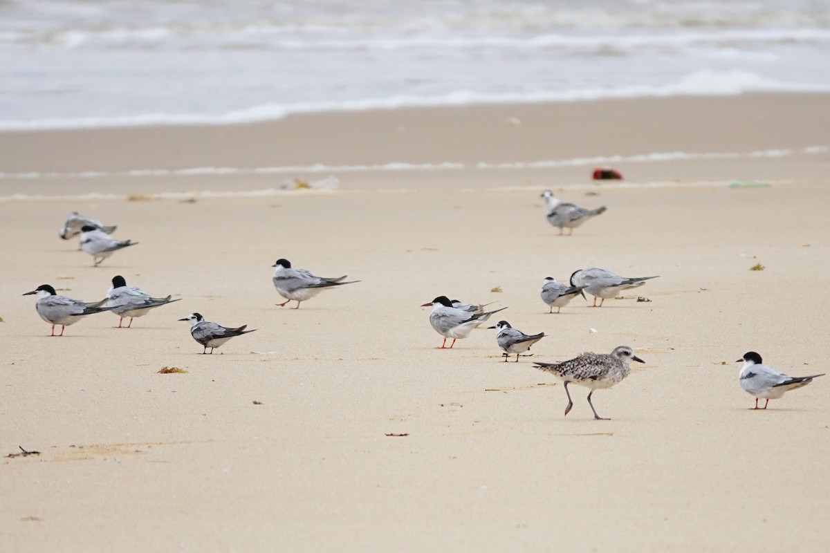 Common Tern - ML620305632