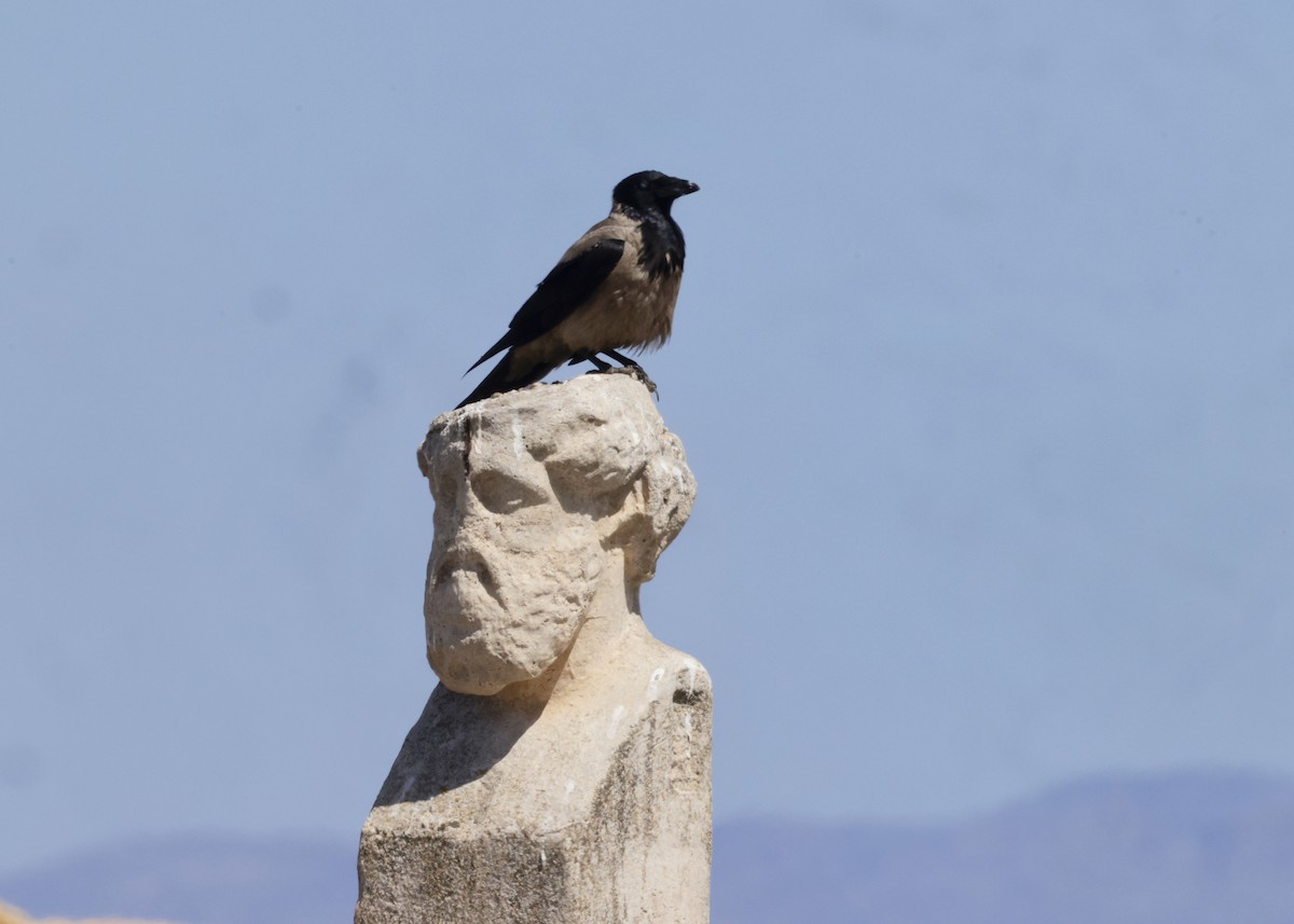 Hooded Crow - ML620305633