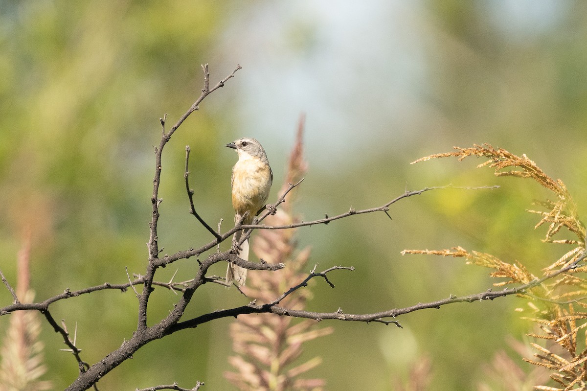 Long-tailed Reed Finch - ML620305634