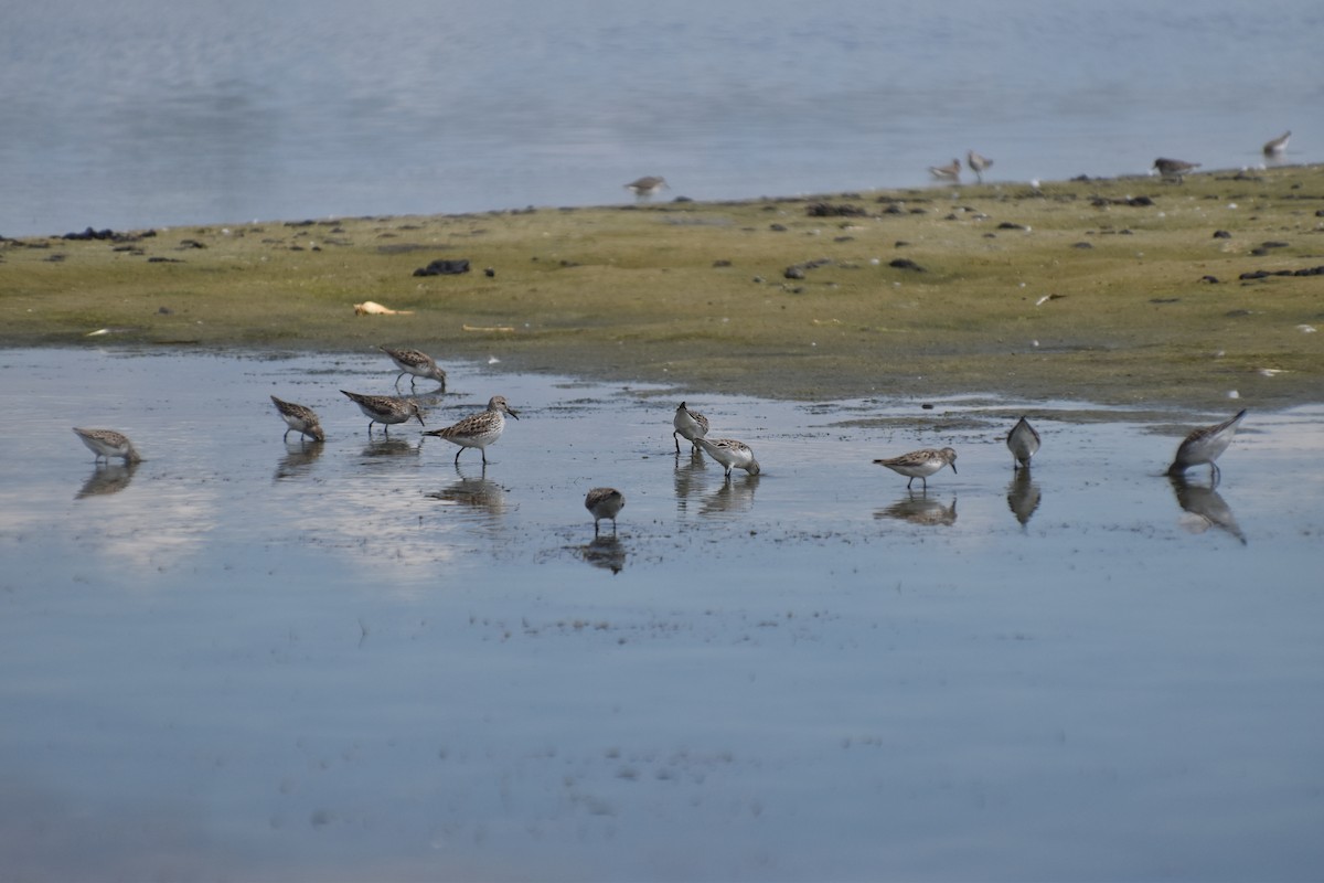 White-rumped Sandpiper - ML620305642