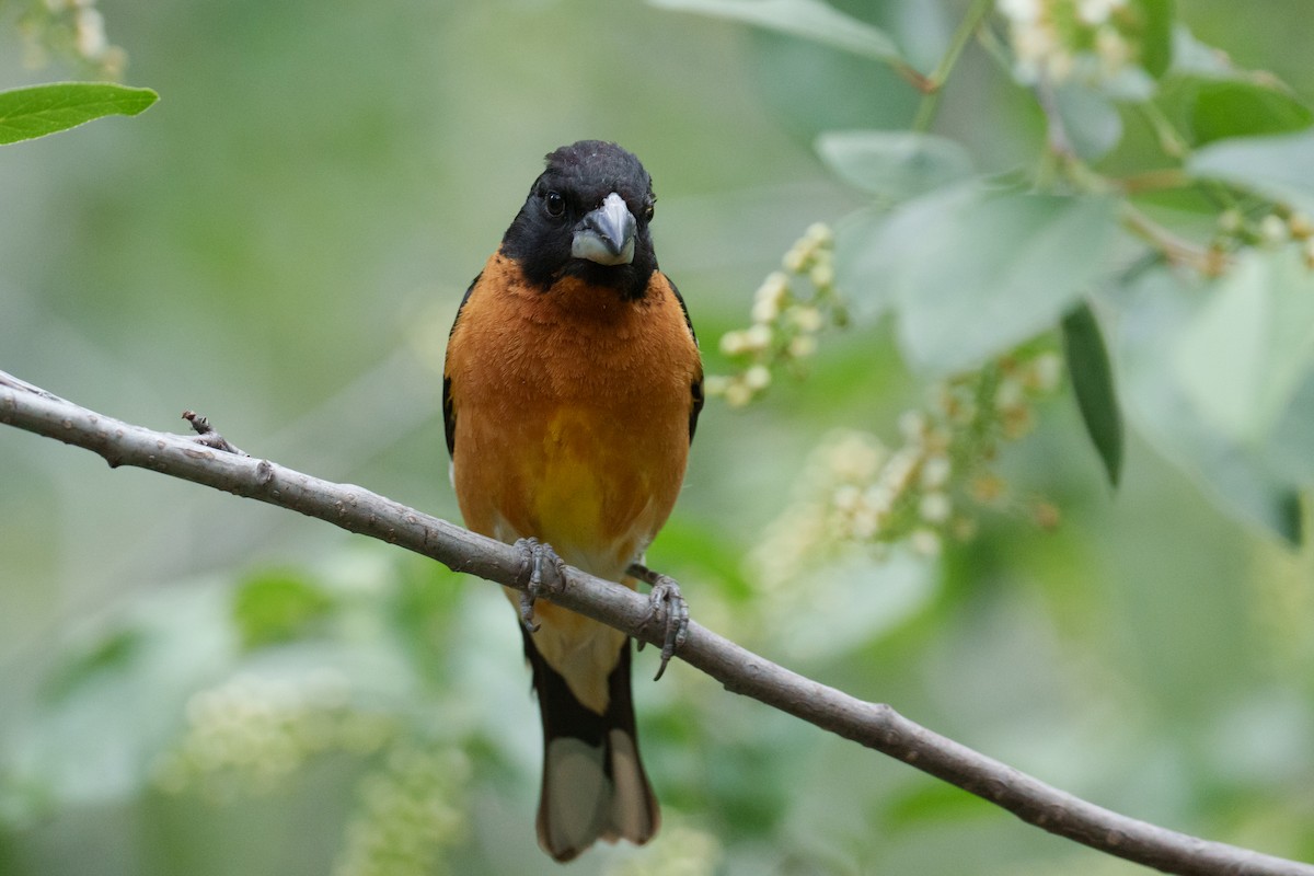 Black-headed Grosbeak - ML620305643