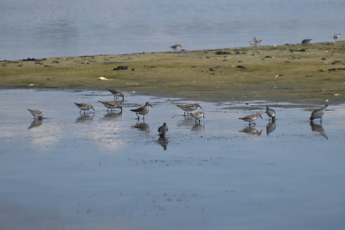 White-rumped Sandpiper - ML620305648