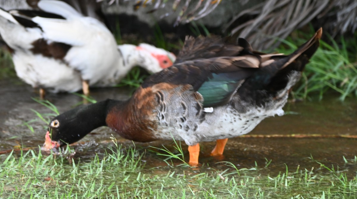 Muscovy Duck x Mallard (hybrid) - ML620305649