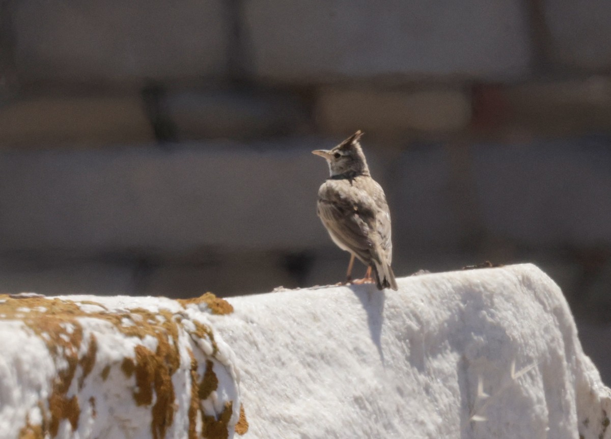 Crested Lark - ML620305650