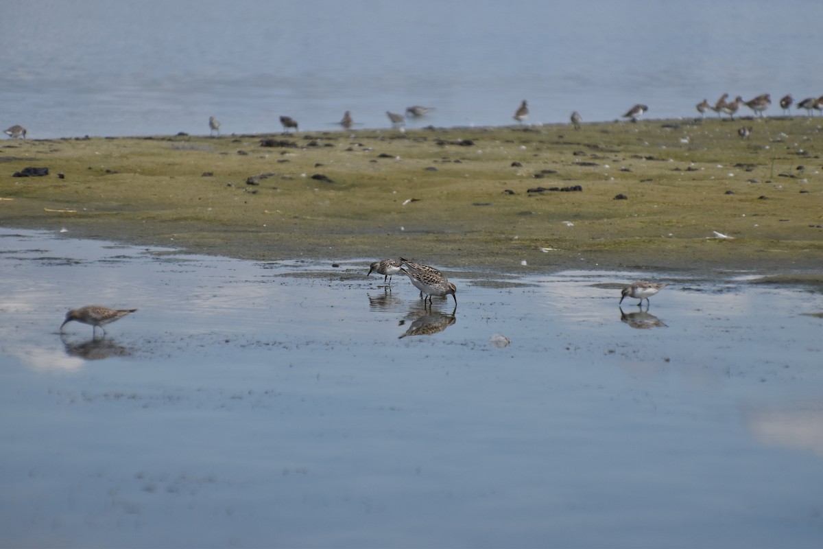 White-rumped Sandpiper - ML620305651