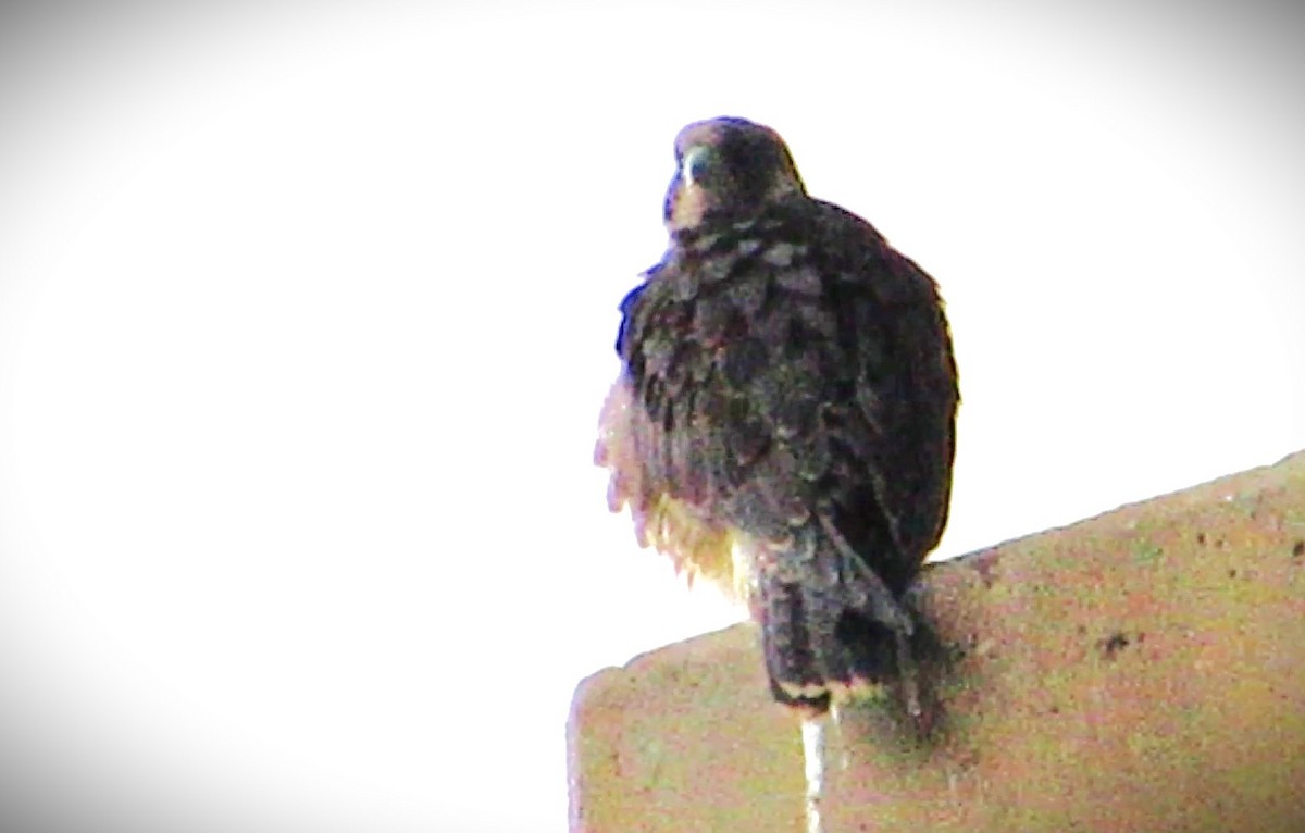 Peregrine Falcon - ML620305652