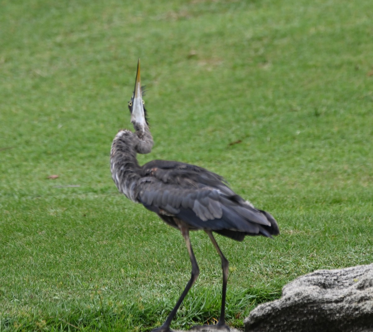 Great Blue Heron - ML620305654