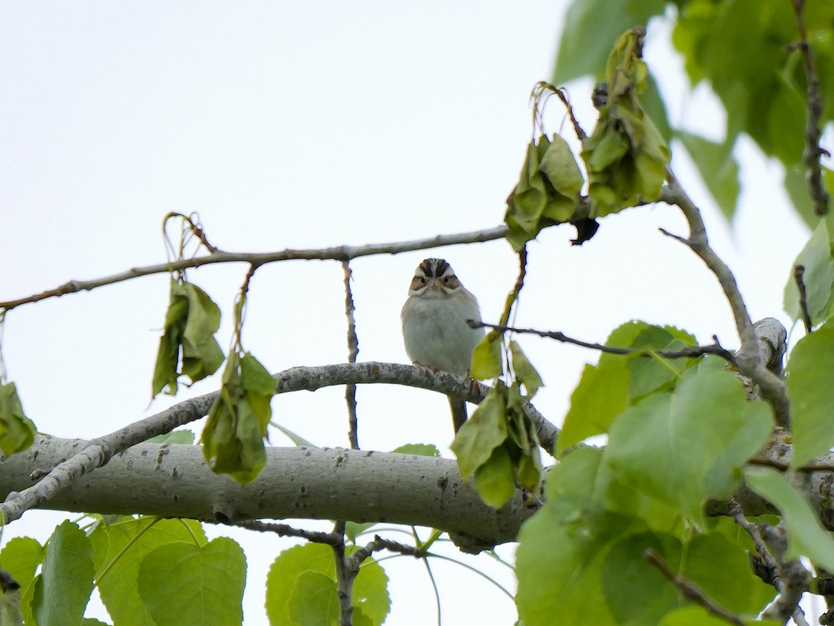 Clay-colored Sparrow - ML620305655