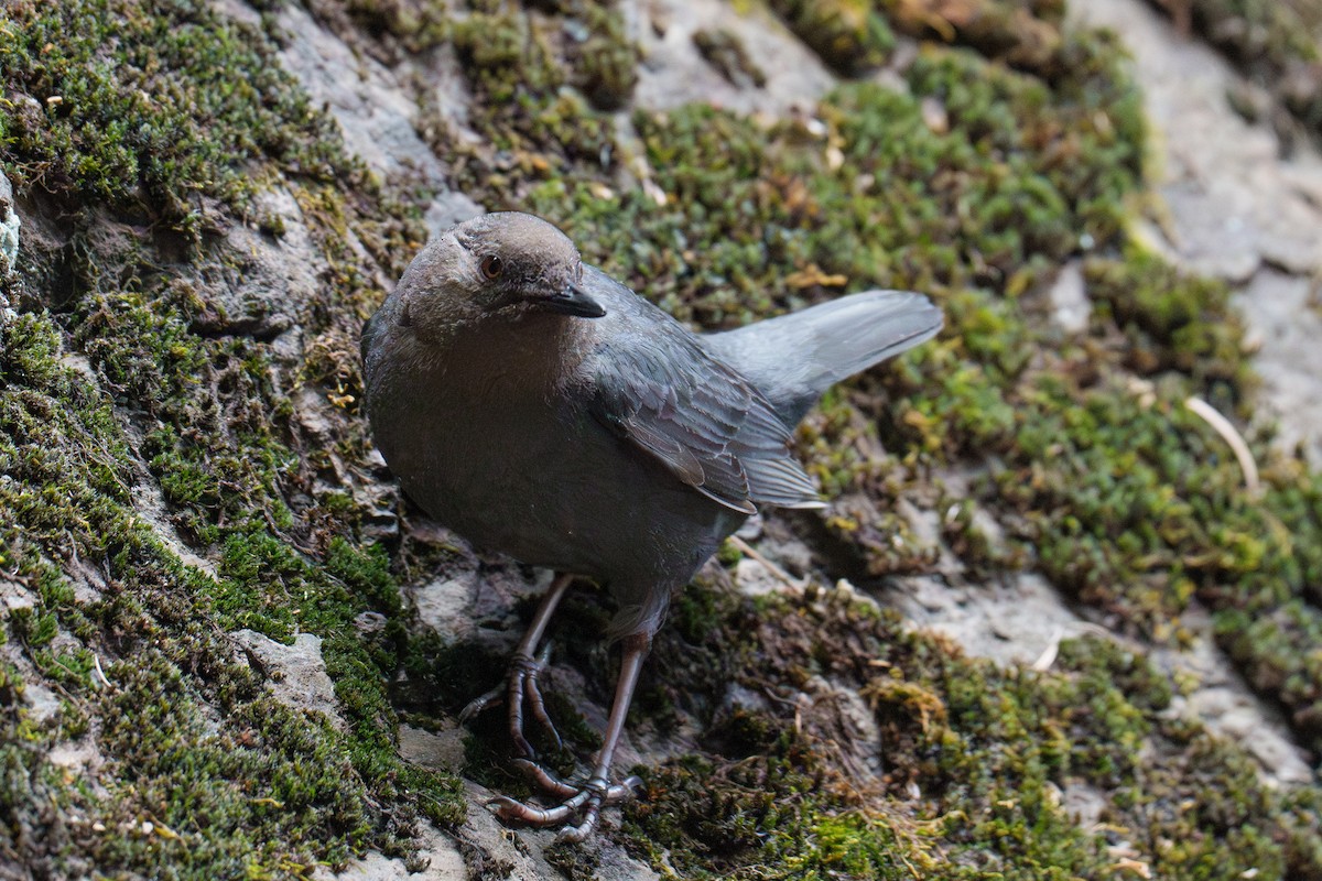 American Dipper - ML620305656