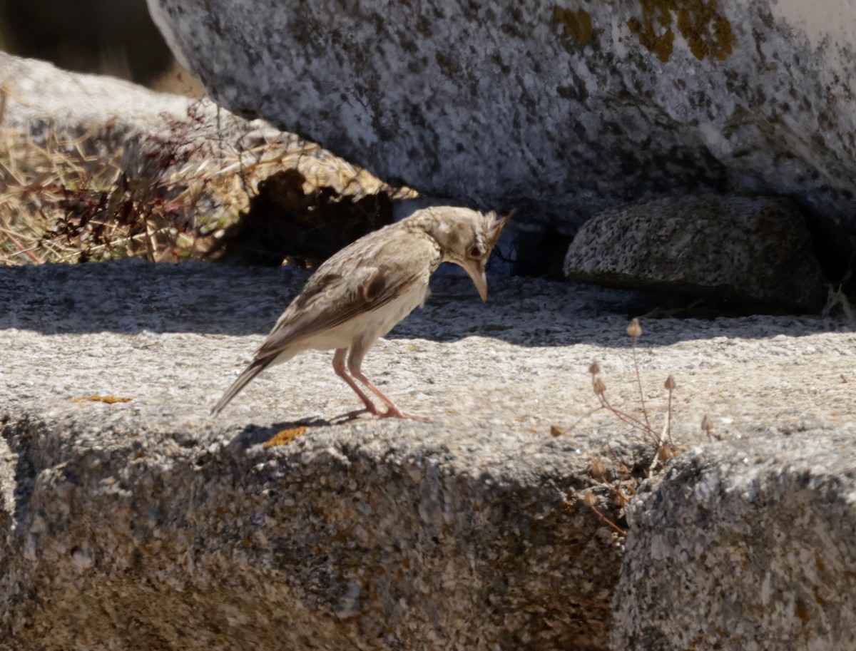 Crested Lark - ML620305657