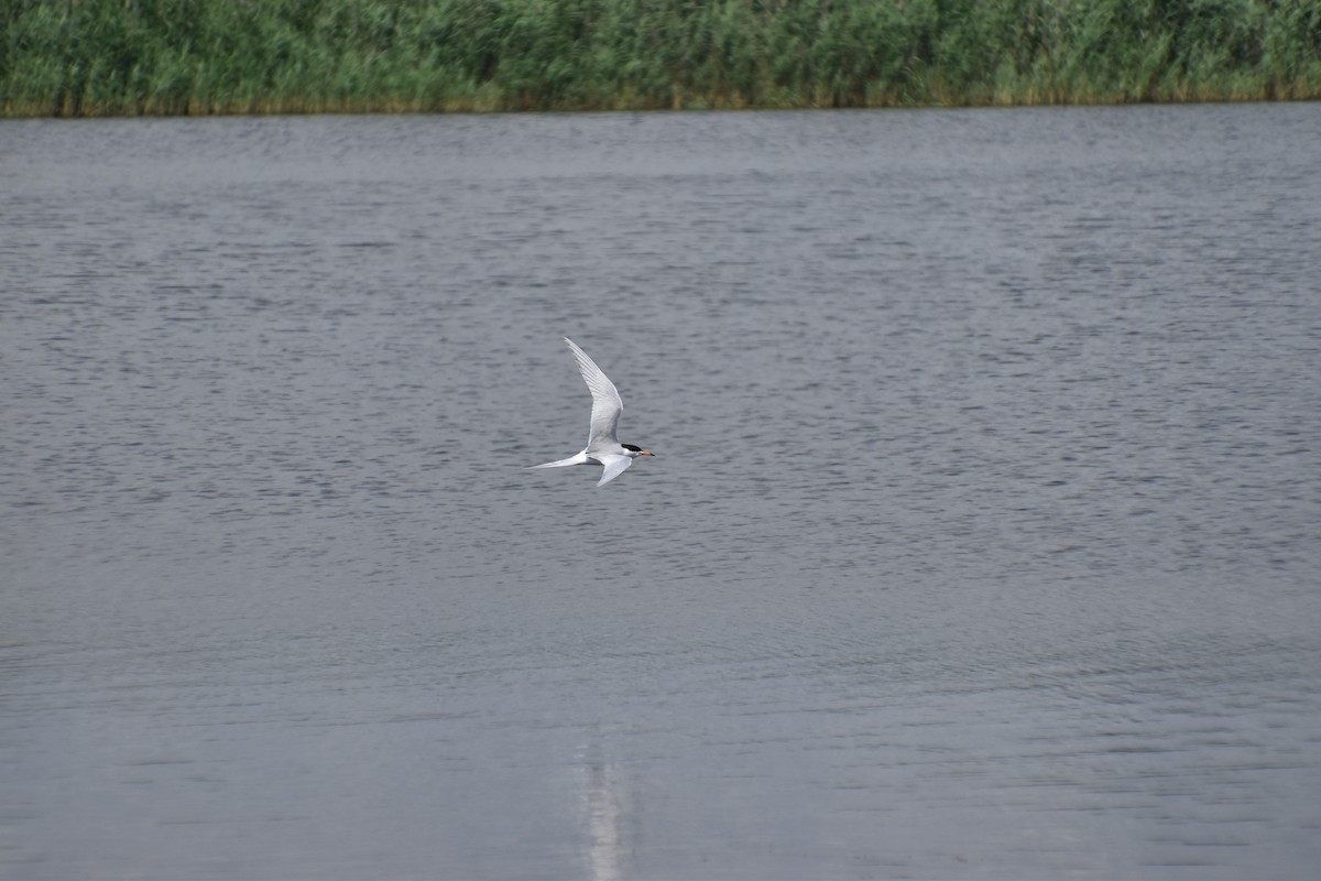 Forster's Tern - ML620305658