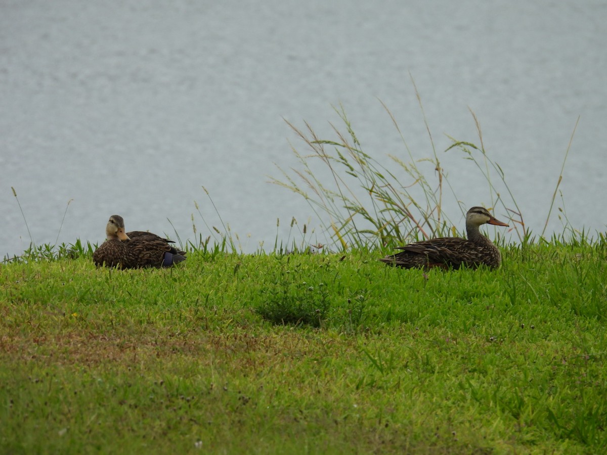 Mottled Duck - ML620305663