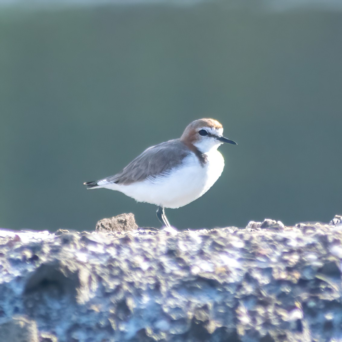 Red-capped Plover - ML620305664