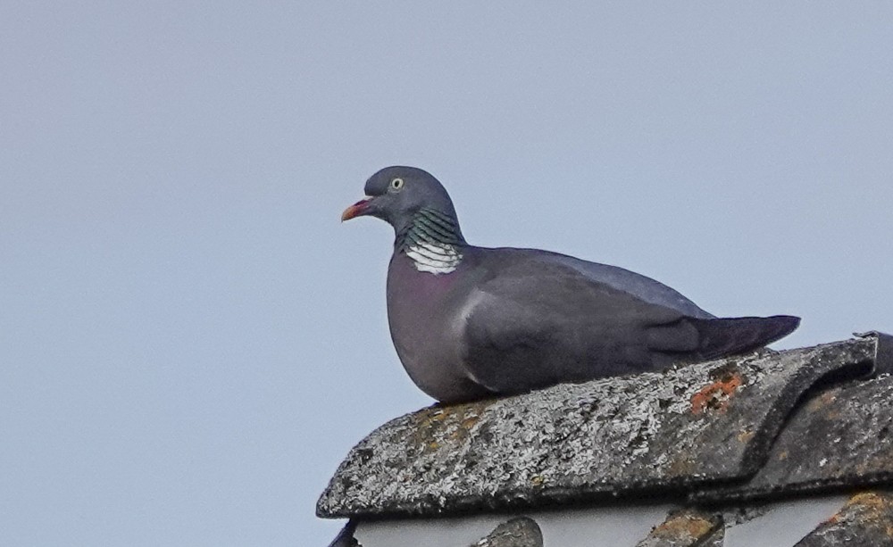 Common Wood-Pigeon - ML620305669