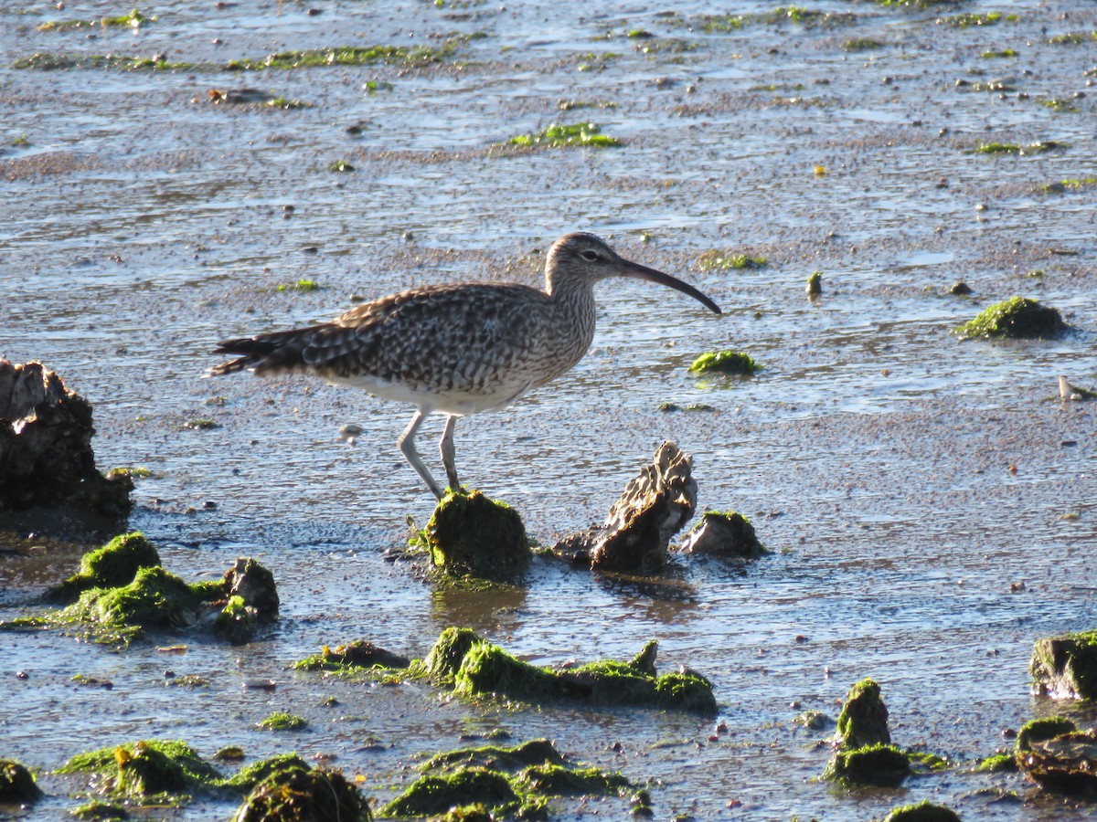 Whimbrel - ML620305671