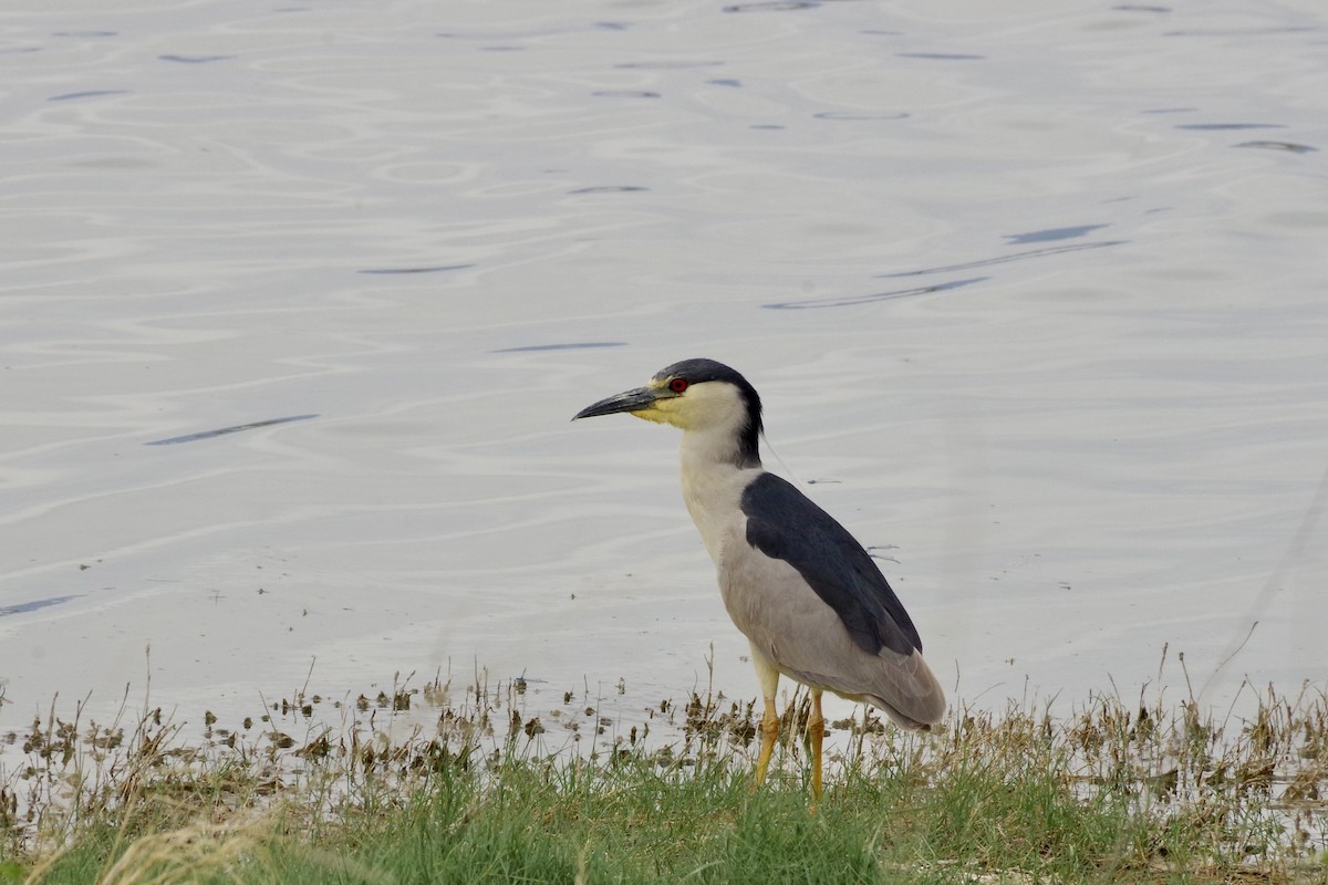 Black-crowned Night Heron - ML620305673