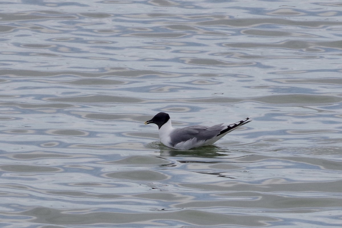 Sabine's Gull - ML620305678