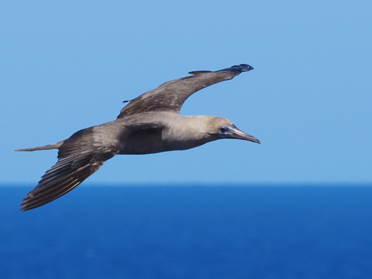 Red-footed Booby - ML620305680