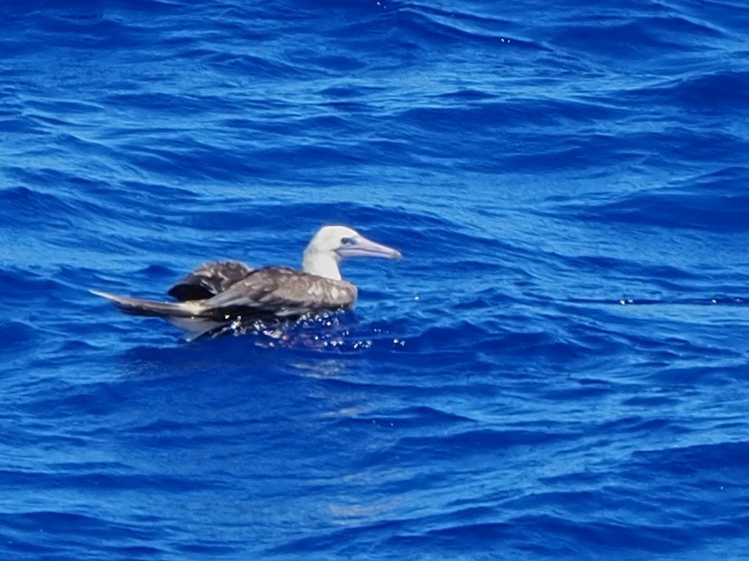 Red-footed Booby - ML620305681