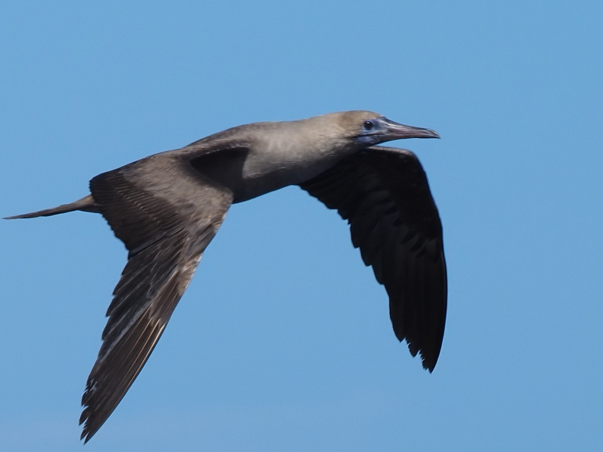 Red-footed Booby - ML620305683