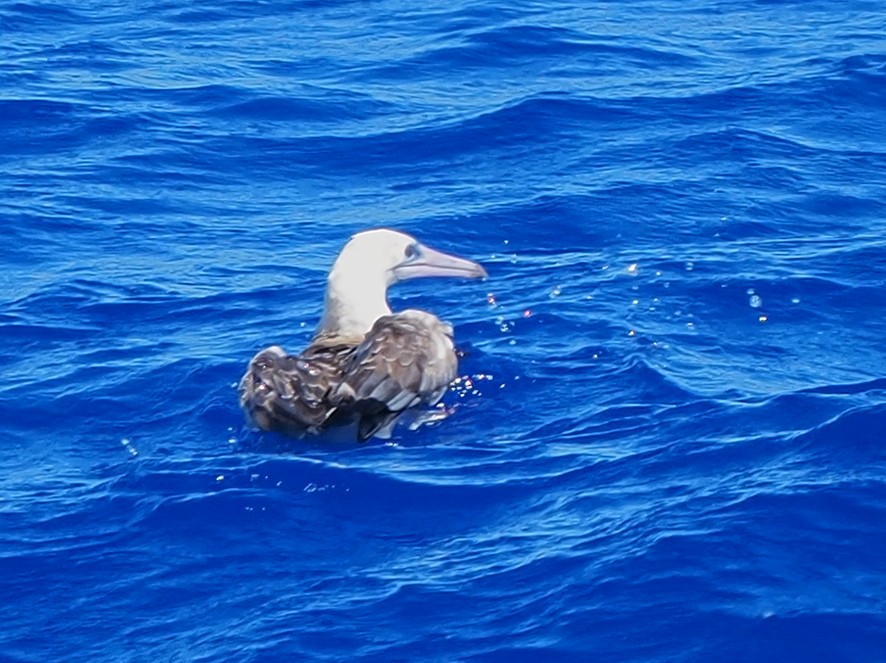 Red-footed Booby - ML620305685