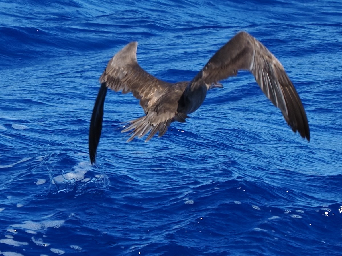 Red-footed Booby - ML620305687