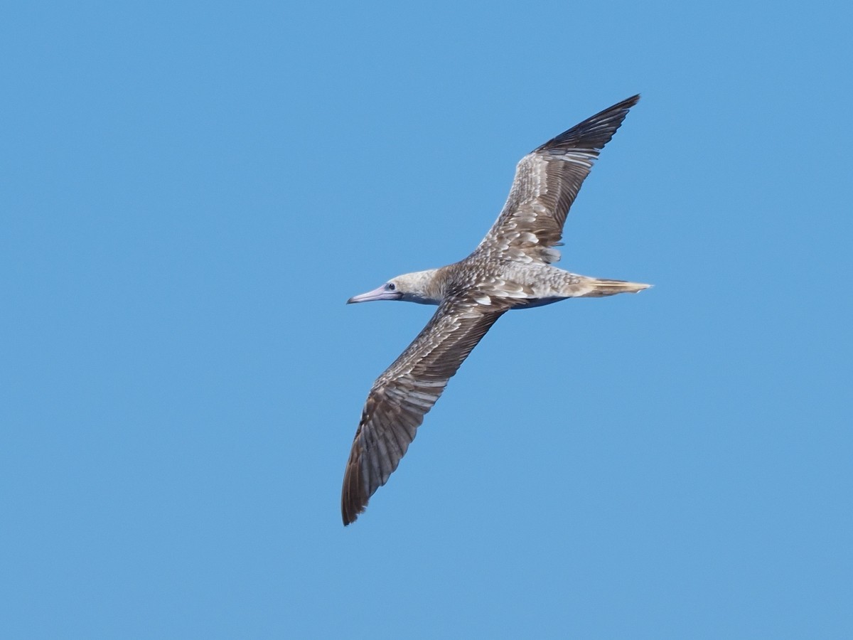 Red-footed Booby - ML620305688