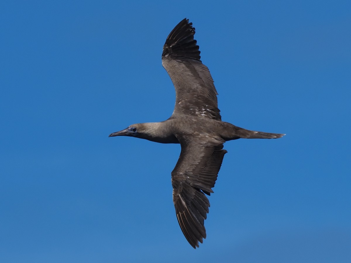 Red-footed Booby - ML620305689