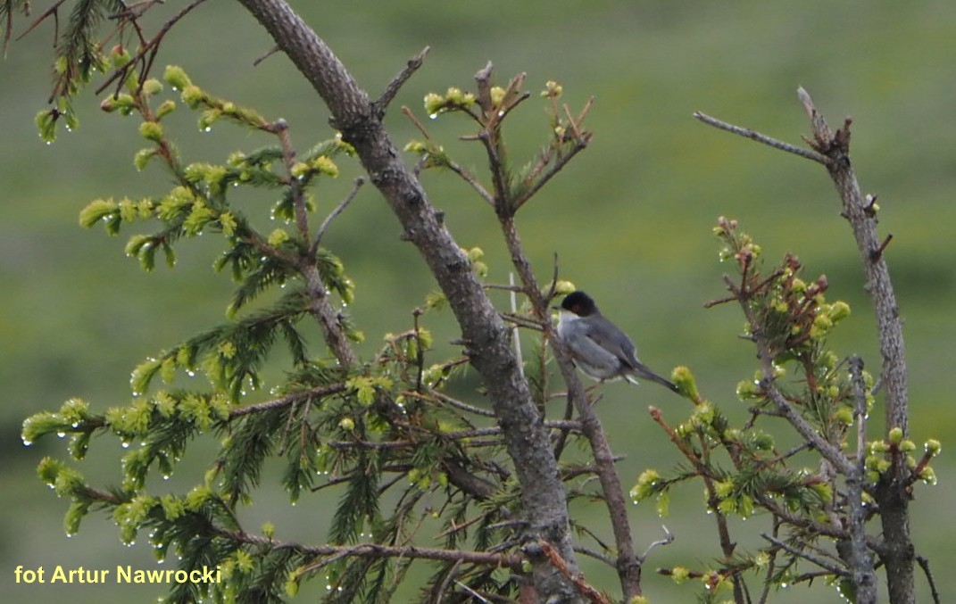 Sardinian Warbler - ML620305698