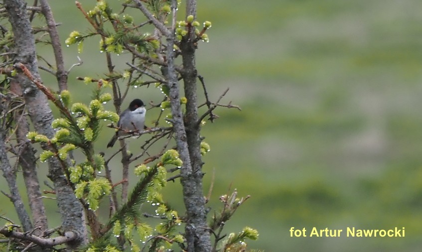 Sardinian Warbler - ML620305699