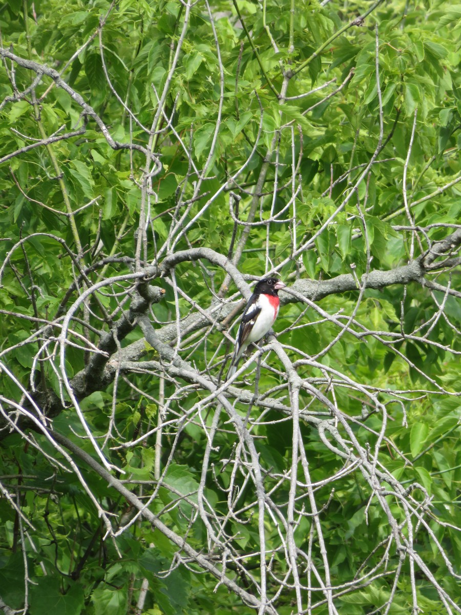 Rose-breasted Grosbeak - ML620305703