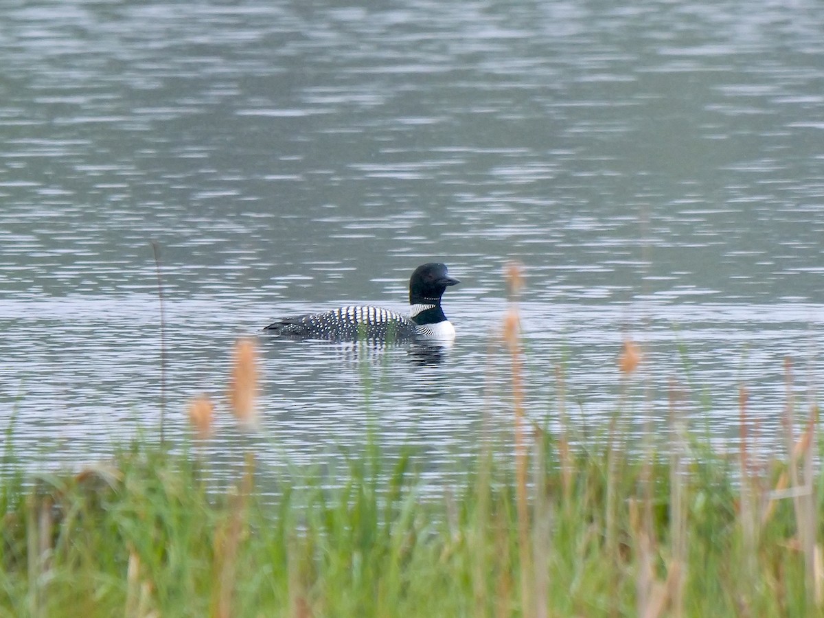 Common Loon - ML620305706