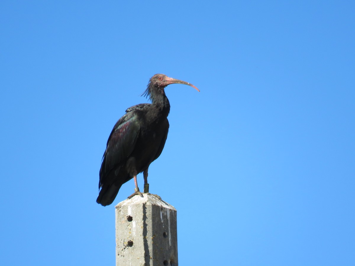 skallet ibis - ML620305711