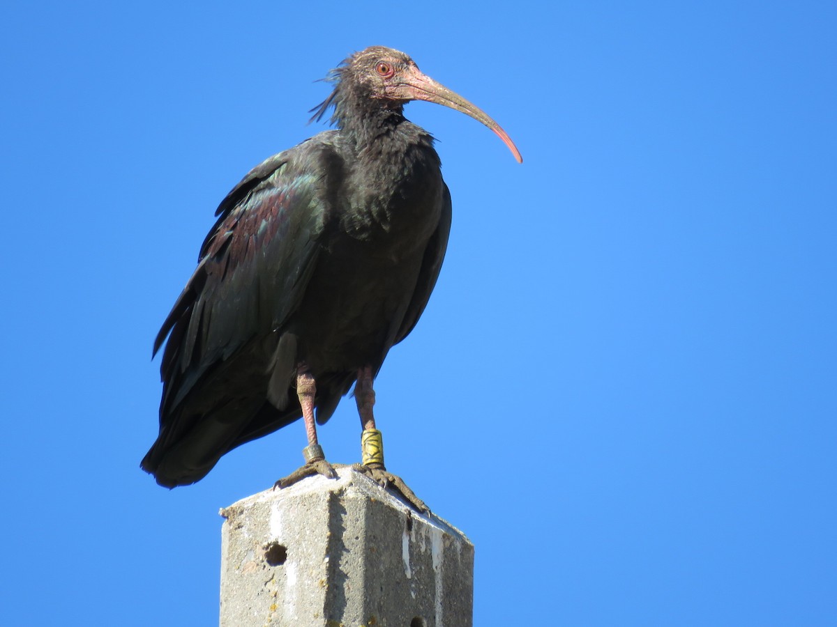 skallet ibis - ML620305712