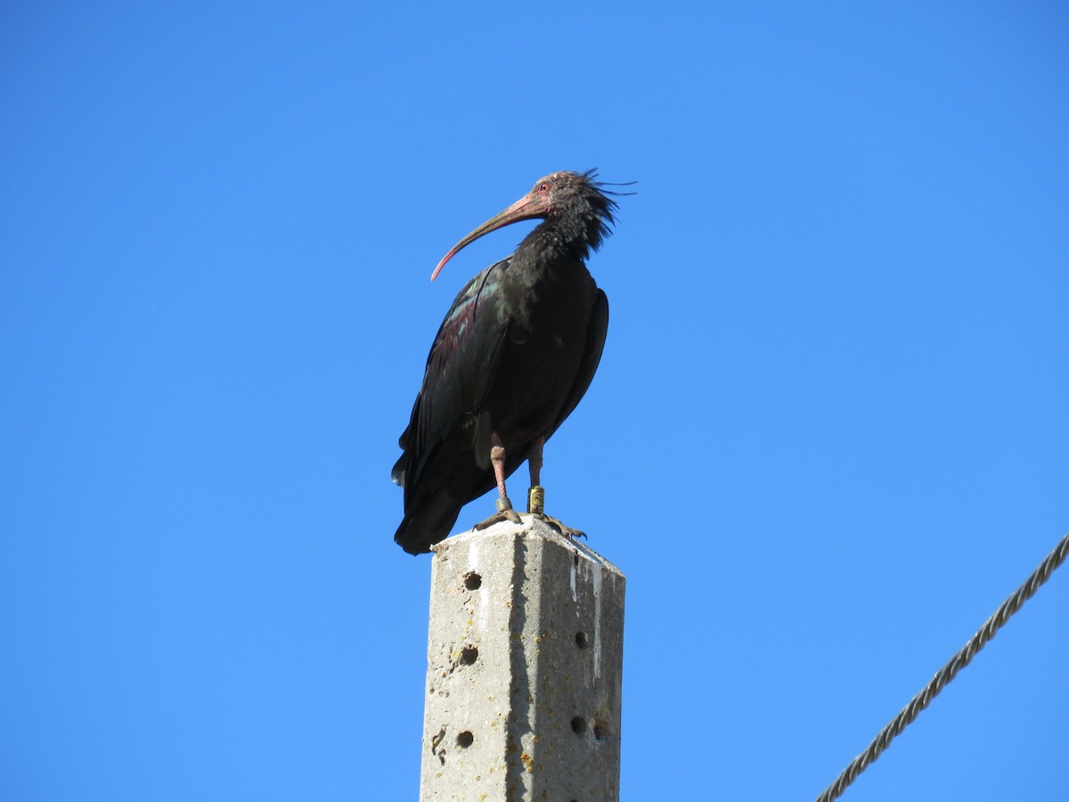 ibis skalní - ML620305713
