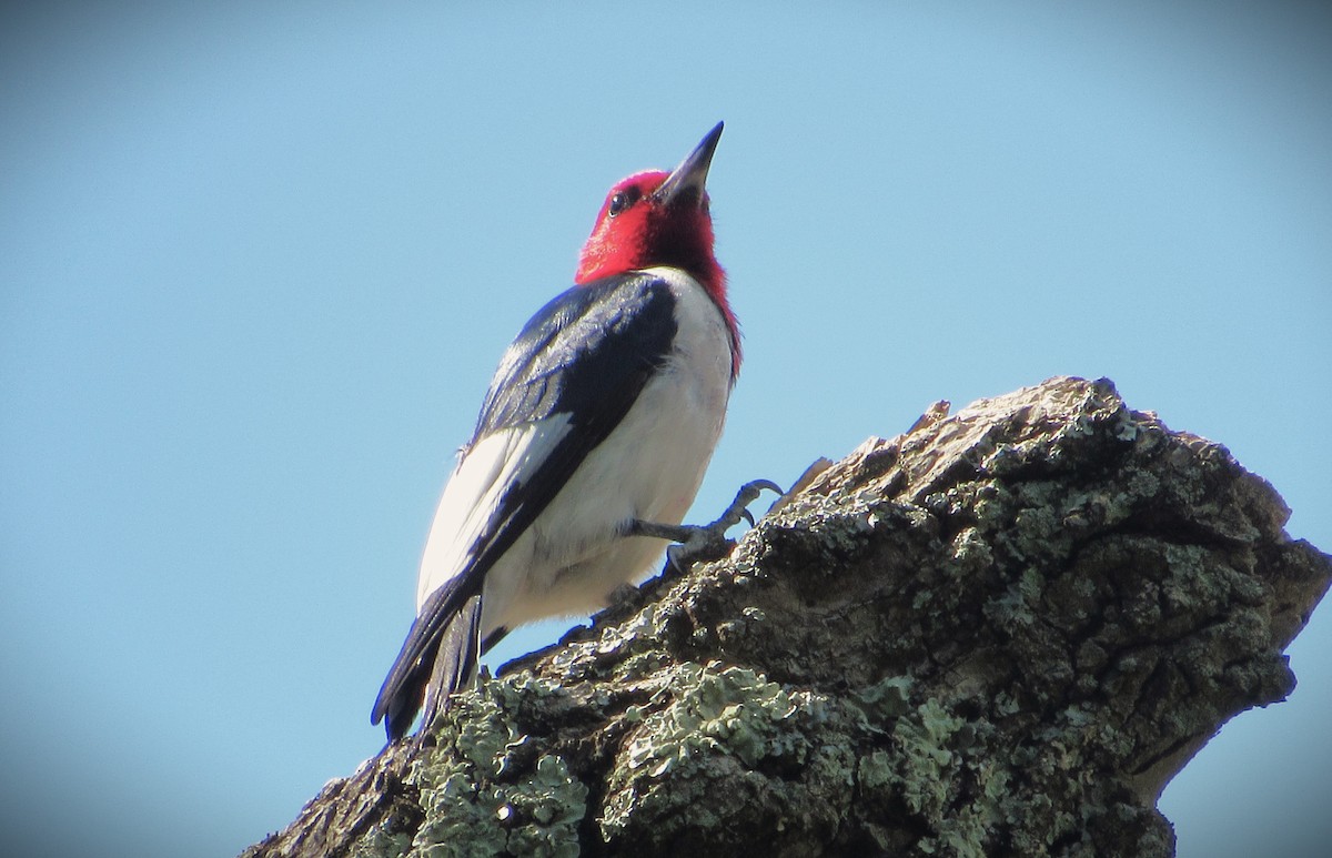 Red-headed Woodpecker - ML620305715