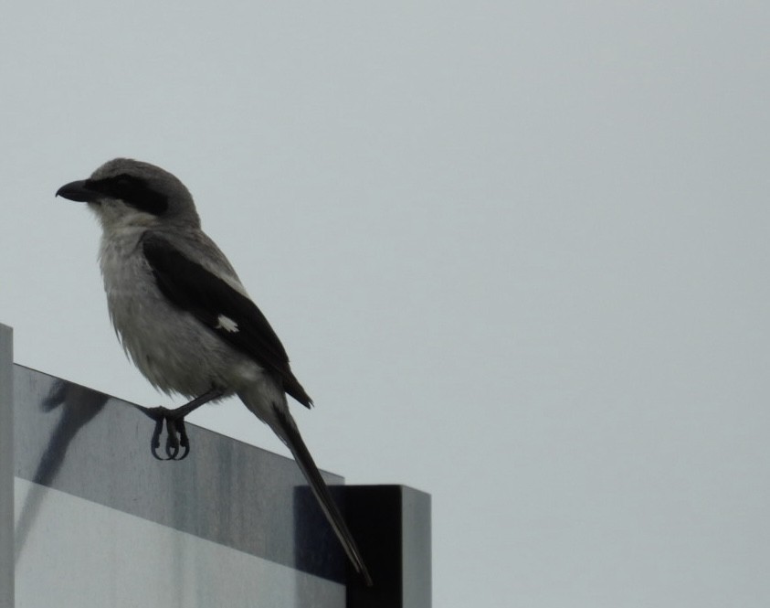 Loggerhead Shrike - ML620305717