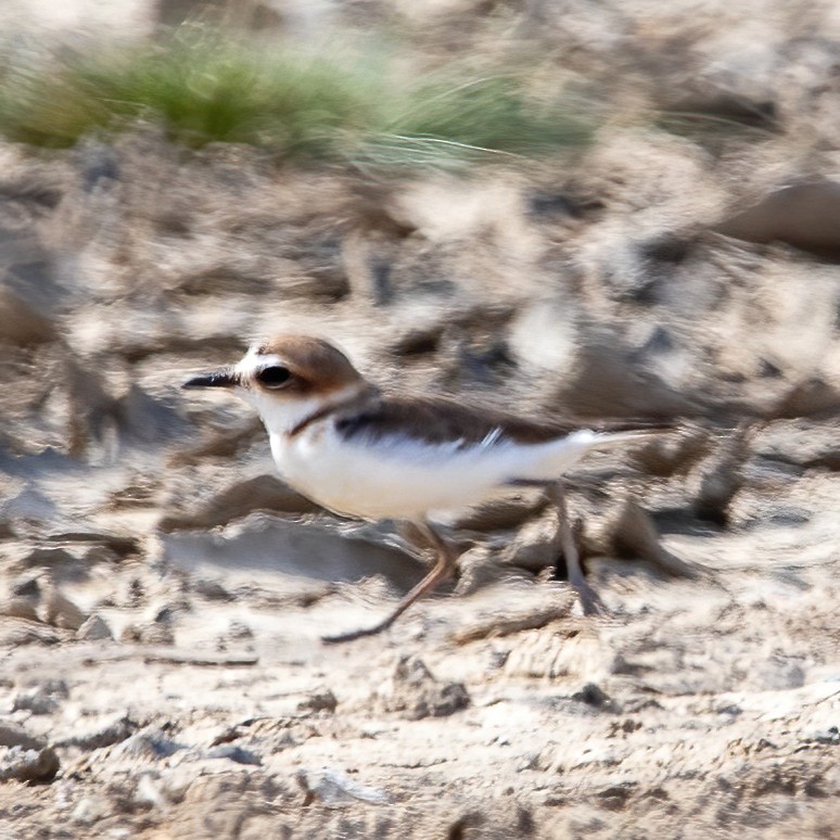 Javan Plover - ML620305718