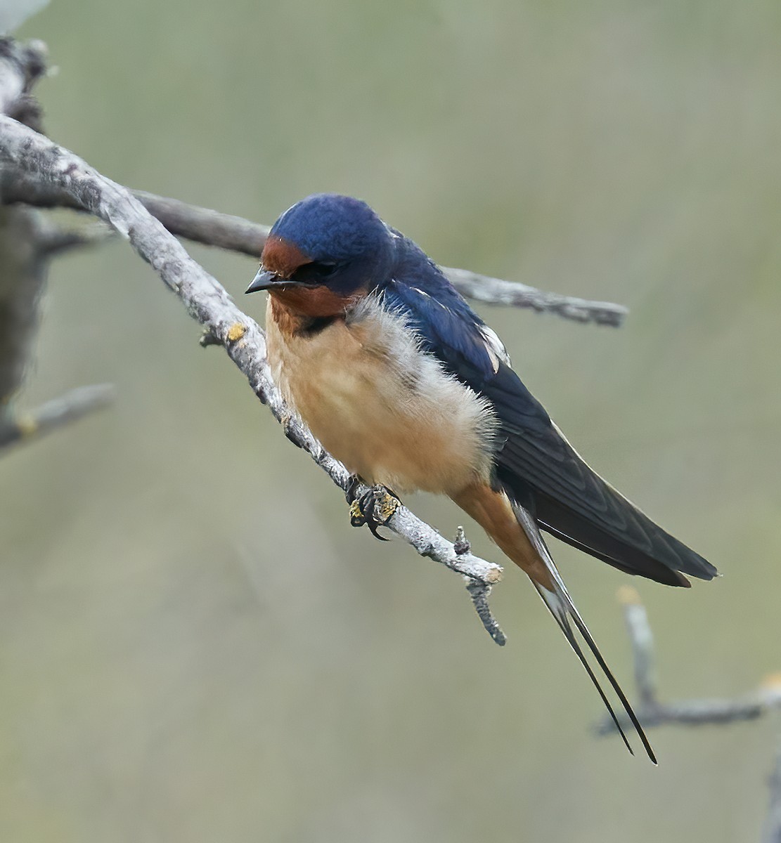 Barn Swallow - ML620305719