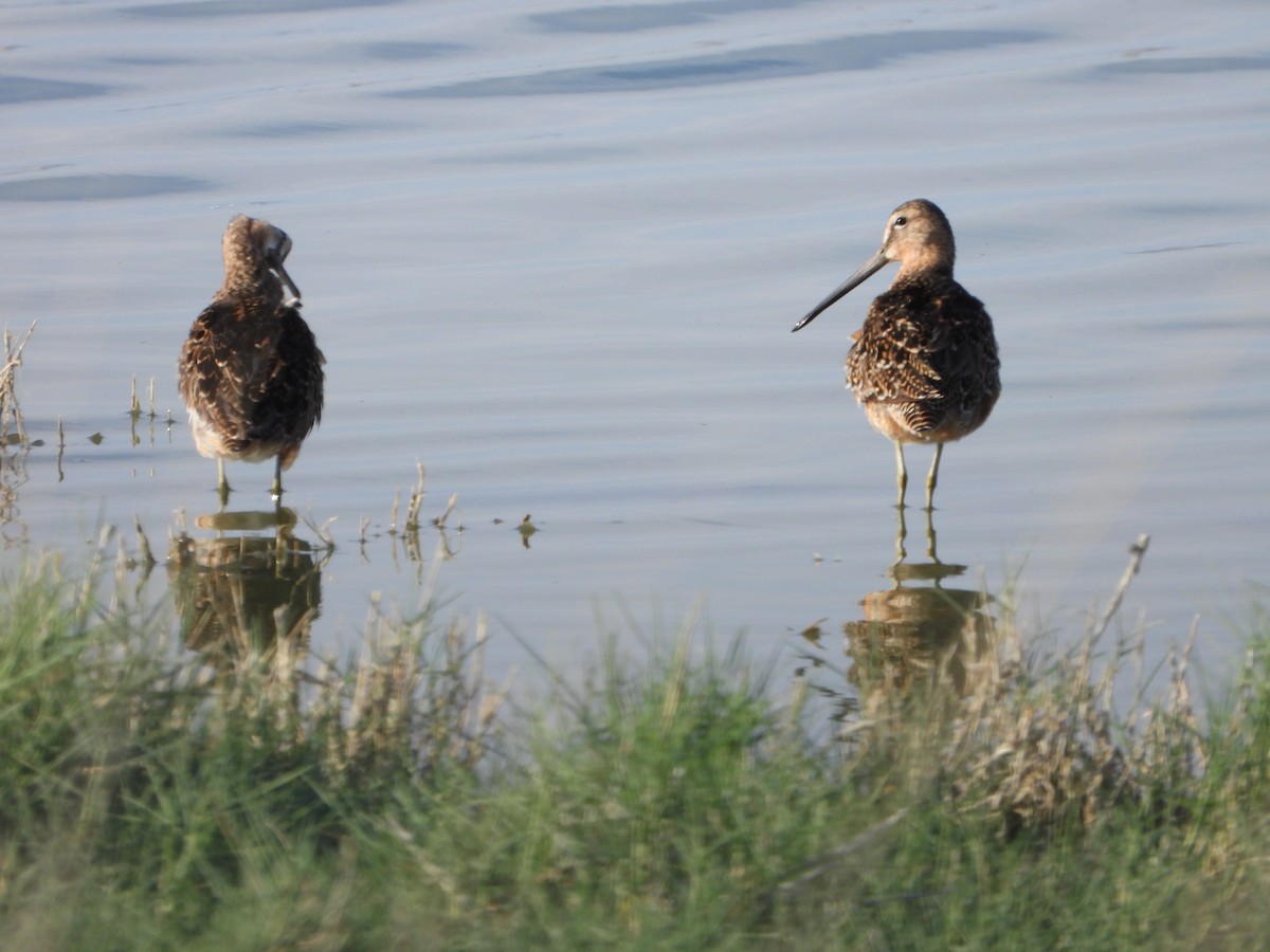 Long-billed Dowitcher - ML620305720