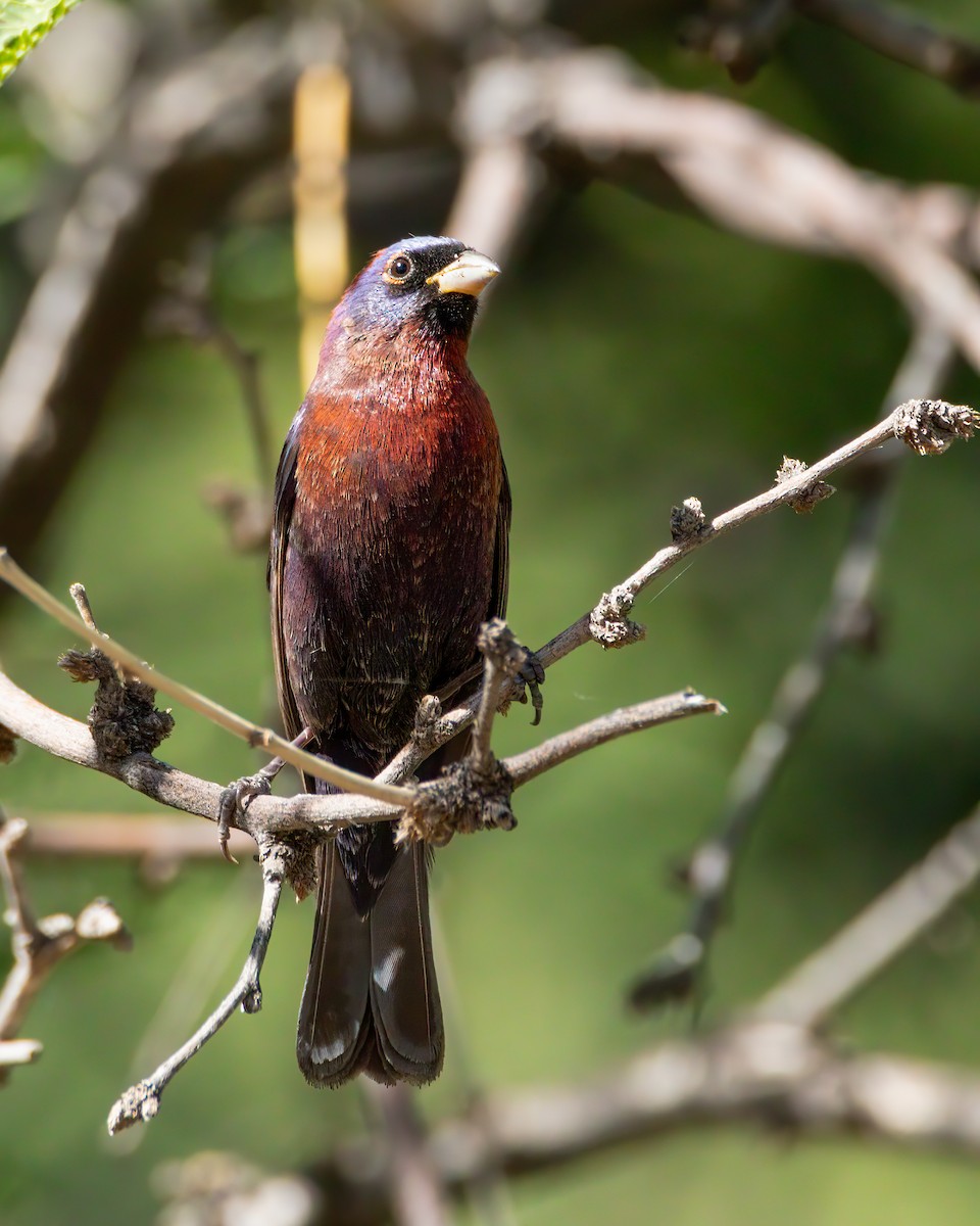 Varied Bunting - ML620305722