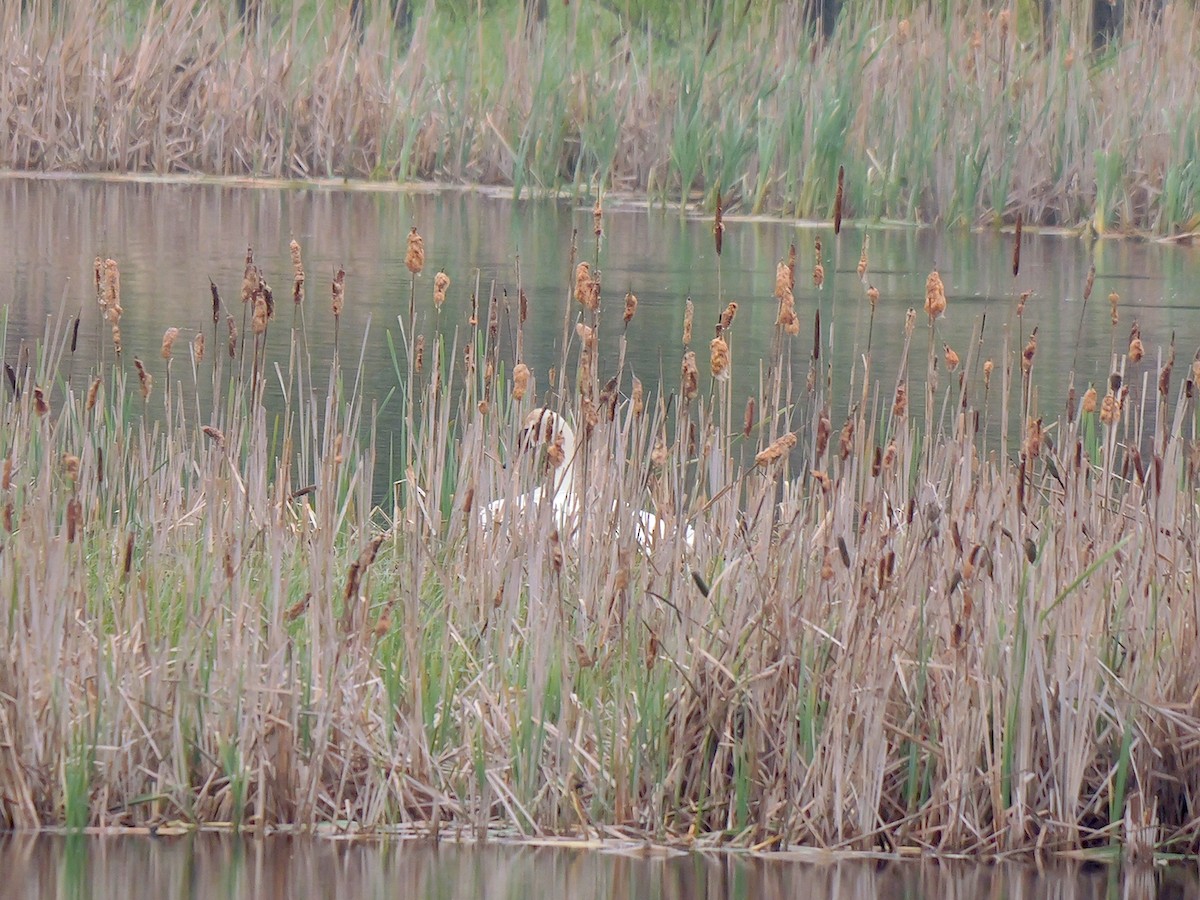 Trumpeter Swan - ML620305723