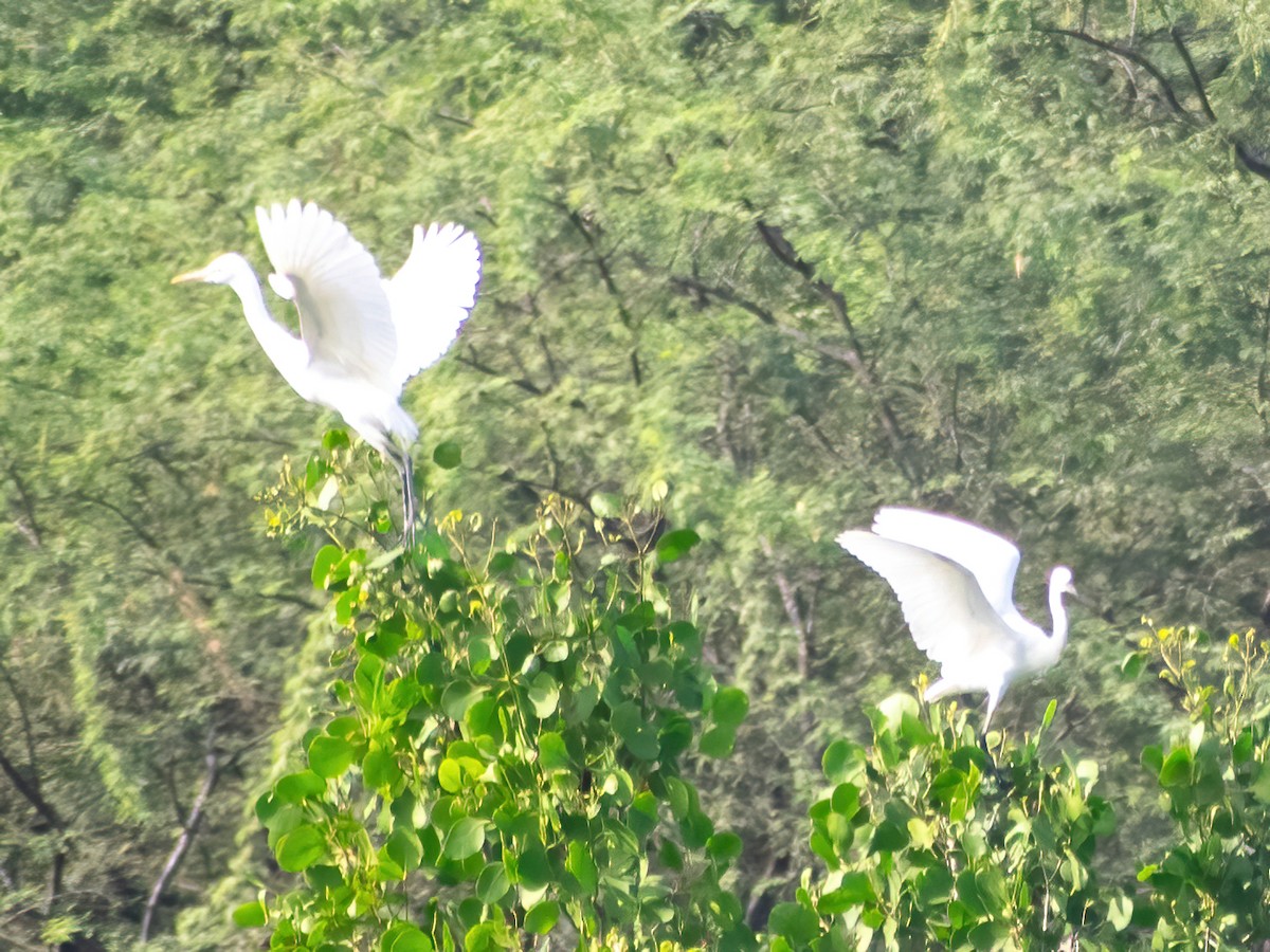 Little Egret - ML620305724