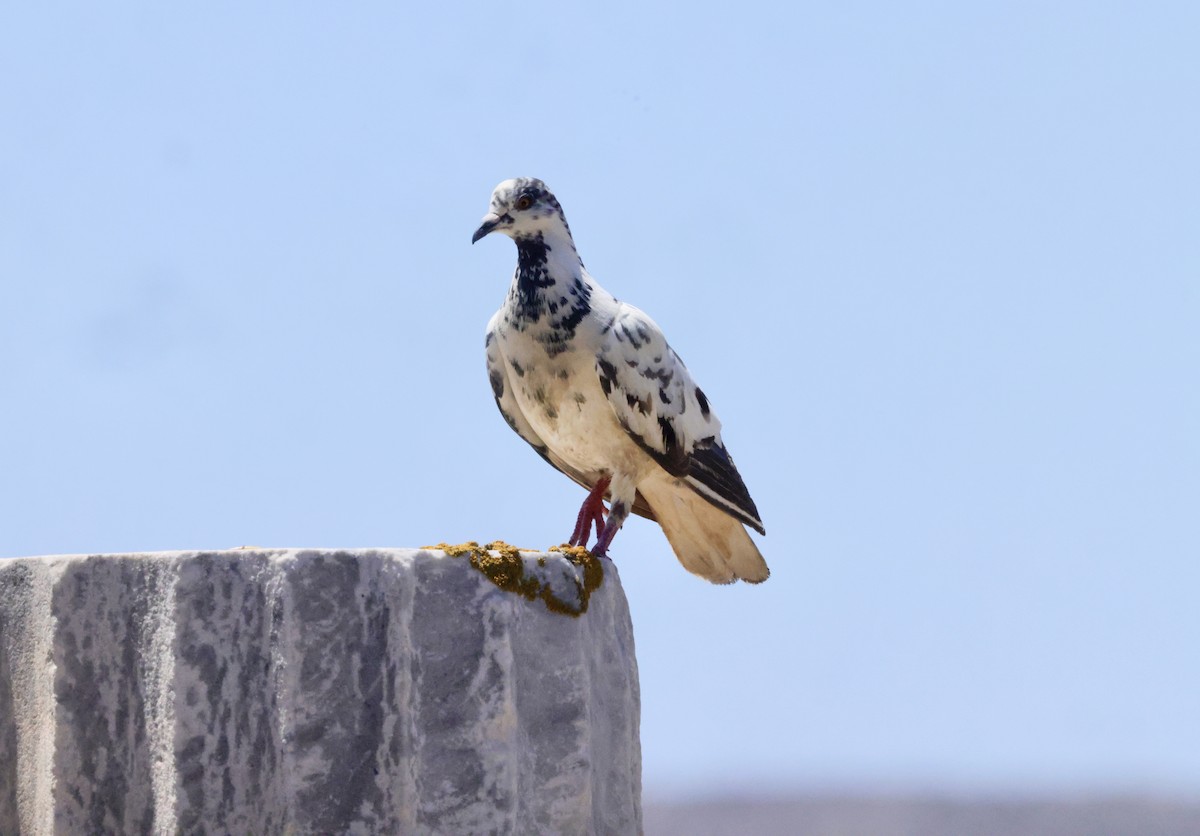 Rock Pigeon (Feral Pigeon) - ML620305727