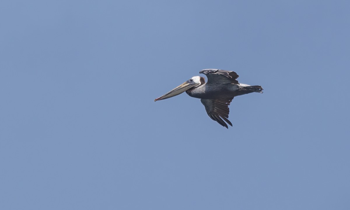 Бурый пеликан (californicus) - ML620305733