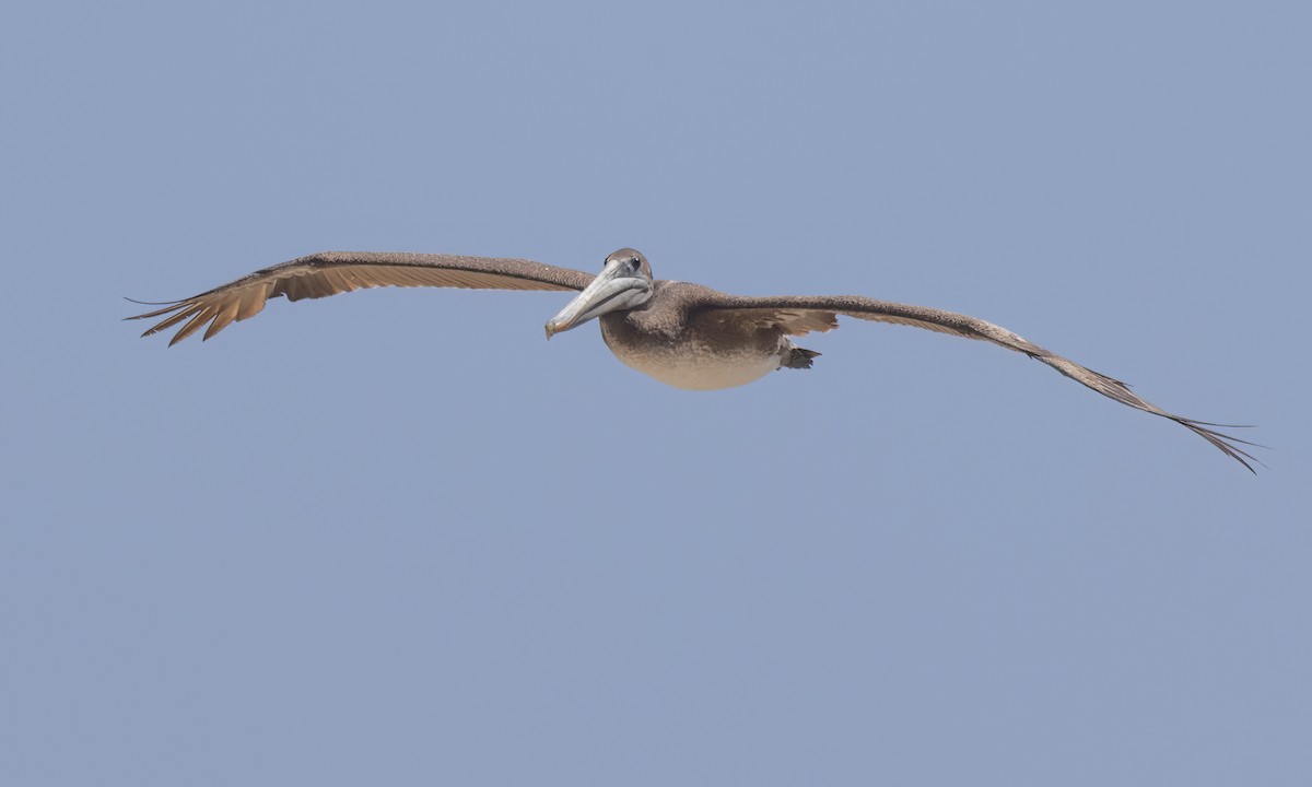pelikán hnědý (ssp. californicus) - ML620305734