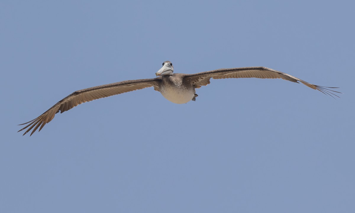 Бурый пеликан (californicus) - ML620305736