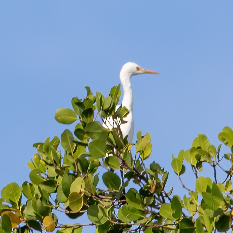 Little Egret - ML620305742